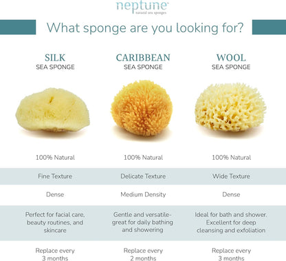 Neptune Caribbean Sea Sponge, Hand Cut, Extra Large, Approx. 7-8 inches