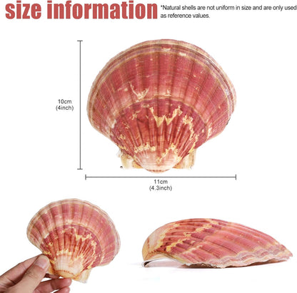 8 PCS 4-4.5 Inch Natural White&Pink Scallop Shells Sea Shells for DIY Craft Home Décor
