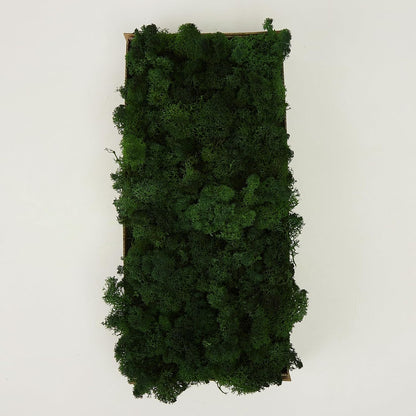 Preserved Reindeer Moss Natural Green DIY Kit Gardenning Art Wall Decor Florist Decor Easter Table Decor Wedding