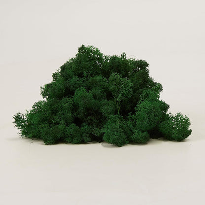 Preserved Reindeer Moss Natural Green DIY Kit Gardenning Art Wall Decor Florist Decor Easter Table Decor Wedding