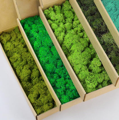 5 Color Mix Pack Preserved Reindeer Moss Natural Green DIY Kit Gardenning Art Wall Decor Florist Decor