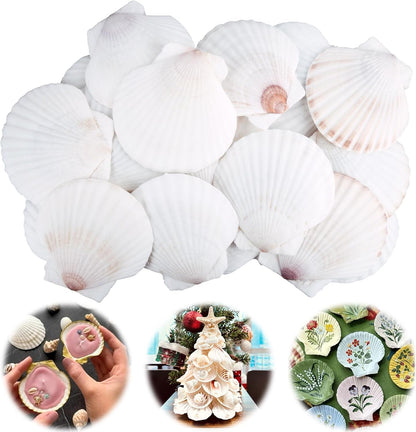30PCS Scallop Shells for Crafts 2''-3'' Natural White Large Shells Decoration for DIY Craft Painting, Home Decor, Baking and Beach, Wedding Party Decoration