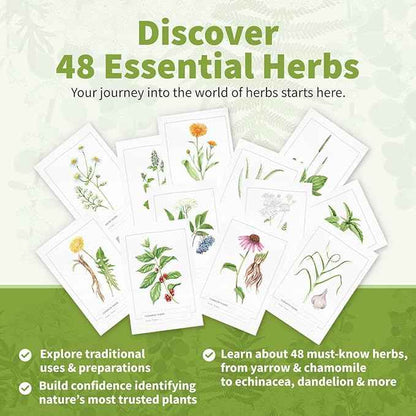 Herb Notes Flash Cards – Educational Plant Learning Cards with Botanical Illustrations – 48-Card Set for Plant Identification, Nature Study & Classroom Learning