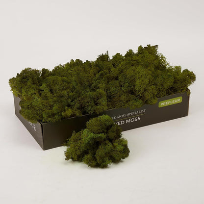 Preserved Reindeer Moss Natural Green DIY Kit Gardenning Art Wall Decor Florist Decor Easter Table Decor Wedding