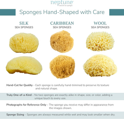 Neptune Caribbean Sea Sponge, Hand Cut, Extra Large, Approx. 7-8 inches