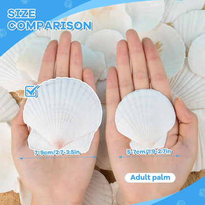 LUCKY BABY 16pcs Scallop Shells White Natural Sea Shells for Crafts 2.7-3.5 Inches Seashells for DIY Crafting Beach Wedding Home Decoration Baking (Pack of 2)