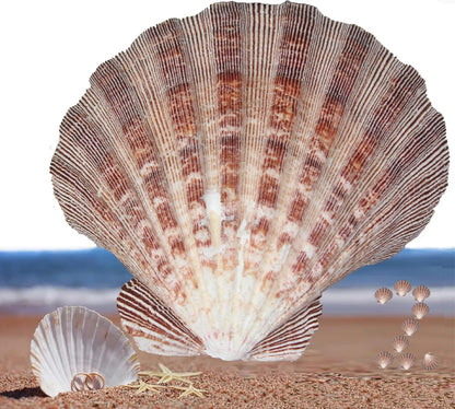 2 PCS Large Great Orange Lions Paw Scallop 5-6" Shells for Baking Smudging Craft Beach Decor. Ocean Beach Seashells Perfect for Home Decoration, Art Craft, Vase Filler Fish Tank