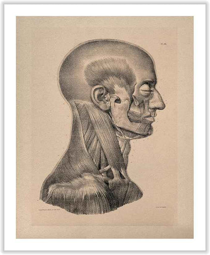 Poster Master Vintage Science Canvas - Retro Muscles of Head And Neck Print - Anatomy Art - Gift for Nurse & Doctor - Wall Decor for Office, Clinic or Hospital - 18x24 ROLLED Canvas