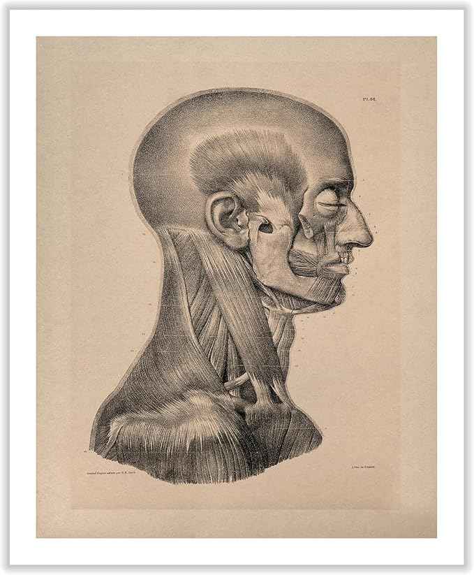 Poster Master Vintage Science Canvas - Retro Muscles of Head And Neck Print - Anatomy Art - Gift for Nurse & Doctor - Wall Decor for Office, Clinic or Hospital - 16x20 ROLLED Canvas