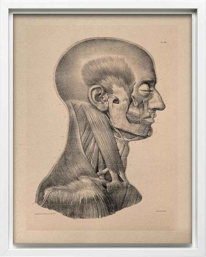 Poster Master Vintage Science Canvas - Retro Muscles of Head And Neck Print - Anatomy Art - Gift for Nurse & Doctor - Wall Decor for Office, Clinic or Hospital - 12x16 White Framed Canvas