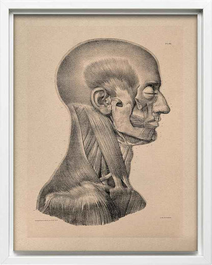 Poster Master Vintage Science Canvas - Retro Muscles of Head And Neck Print - Anatomy Art - Gift for Nurse & Doctor - Wall Decor for Office, Clinic or Hospital - 12x16 White Framed Canvas