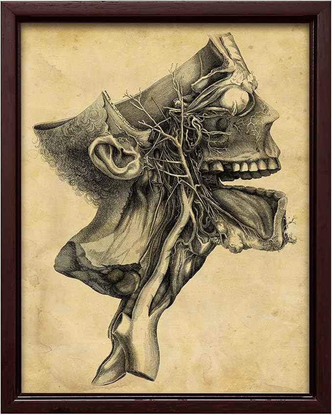 Poster Master Human Skull Canvas - Retro Medical Print - Anatomy Art - Cross Section Art - Gift for Physician, Doctor & Nurse - Decor for Office, Hospital or Clinic - 12x16 Brown Framed Canvas