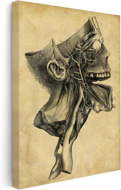 Poster Master Human Skull Canvas - Retro Medical Print - Anatomy Art - Cross Section Art - Gift for Physician, Doctor & Nurse - Decor for Office, Hospital or Clinic - 16x20 STRETCHED Canvas
