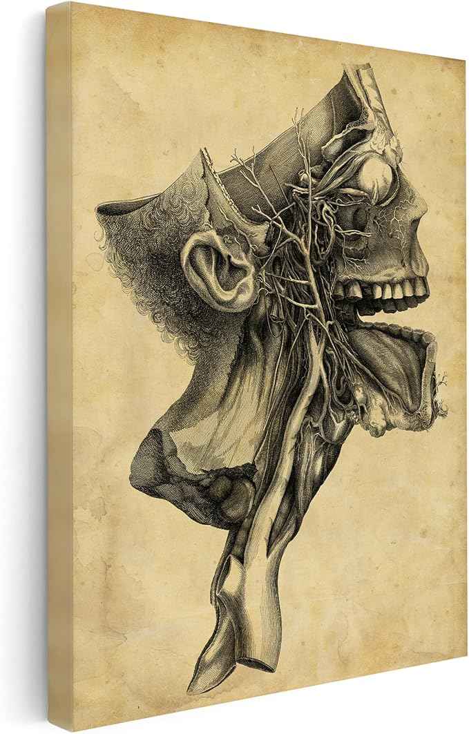Poster Master Human Skull Canvas - Retro Medical Print - Anatomy Art - Cross Section Art - Gift for Physician, Doctor & Nurse - Decor for Office, Hospital or Clinic - 18x24 STRETCHED Canvas