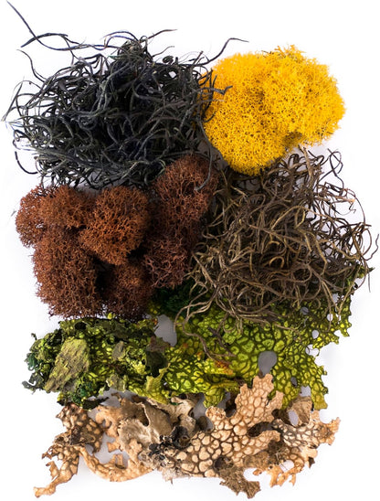 SuperMoss (23302) Moss Mix – Premium Decorative Moss for Crafts, Terrariums, Wedding & Table Décor, 80.75 Cubic inches (Approx. 2 oz), Vermont