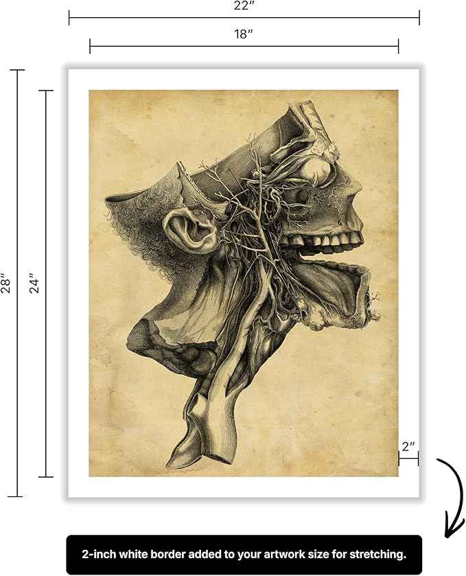 Poster Master Human Skull Canvas - Retro Medical Print - Anatomy Art - Cross Section Art - Gift for Physician, Doctor & Nurse - Decor for Office, Hospital or Clinic - 18x24 ROLLED Canvas