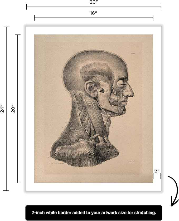Poster Master Vintage Science Canvas - Retro Muscles of Head And Neck Print - Anatomy Art - Gift for Nurse & Doctor - Wall Decor for Office, Clinic or Hospital - 16x20 ROLLED Canvas