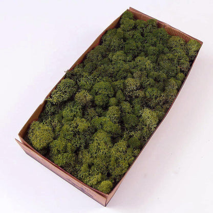 Preserved Reindeer Moss Natural Green DIY Kit Gardenning Art Wall Decor Florist Decor Easter Table Decor Wedding