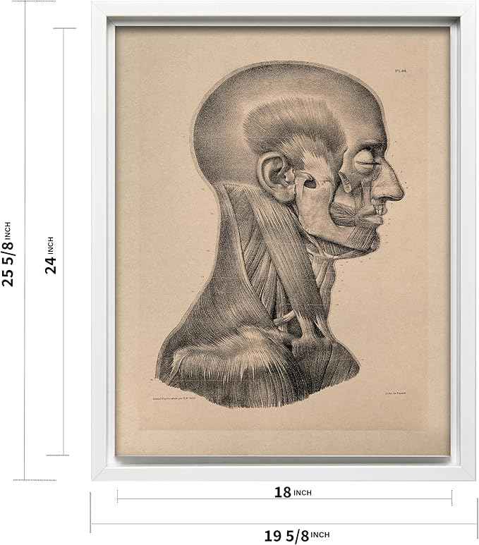 Poster Master Vintage Science Canvas - Retro Muscles of Head And Neck Print - Anatomy Art - Gift for Nurse & Doctor - Wall Decor for Office, Clinic or Hospital - 18x24 White Framed Canvas