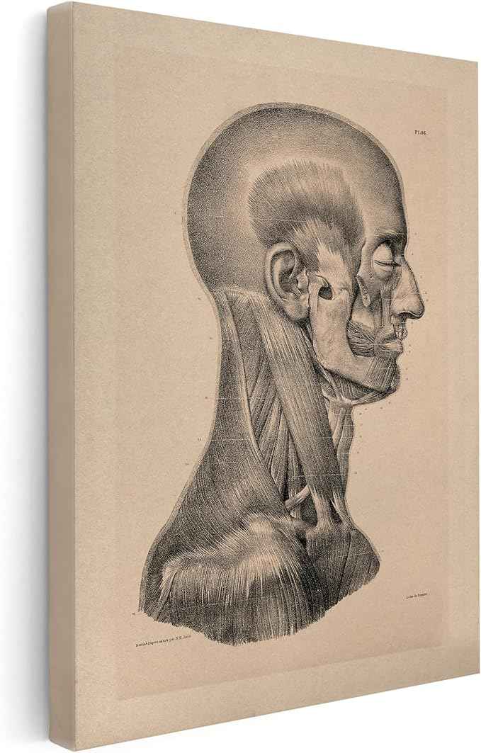 Poster Master Vintage Science Canvas - Retro Muscles of Head And Neck Print - Anatomy Art - Gift for Nurse & Doctor - Wall Decor for Office, Clinic or Hospital - 18x24 STRETCHED Canvas
