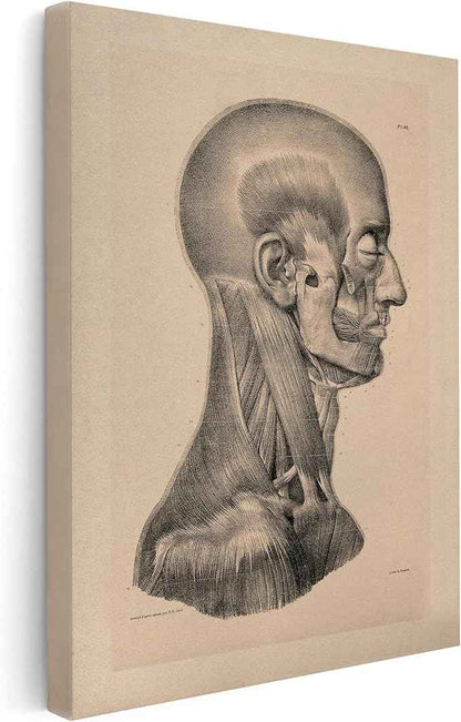 Poster Master Vintage Science Canvas - Retro Muscles of Head And Neck Print - Anatomy Art - Gift for Nurse & Doctor - Wall Decor for Office, Clinic or Hospital - 16x20 STRETCHED Canvas