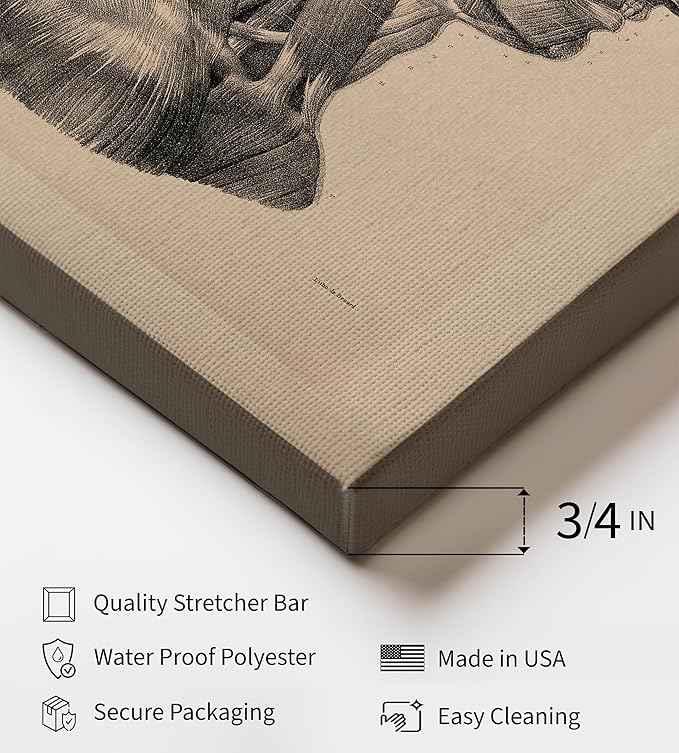 Poster Master Vintage Science Canvas - Retro Muscles of Head And Neck Print - Anatomy Art - Gift for Nurse & Doctor - Wall Decor for Office, Clinic or Hospital - 16x20 STRETCHED Canvas