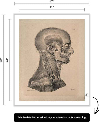 Poster Master Vintage Science Canvas - Retro Muscles of Head And Neck Print - Anatomy Art - Gift for Nurse & Doctor - Wall Decor for Office, Clinic or Hospital - 18x24 ROLLED Canvas