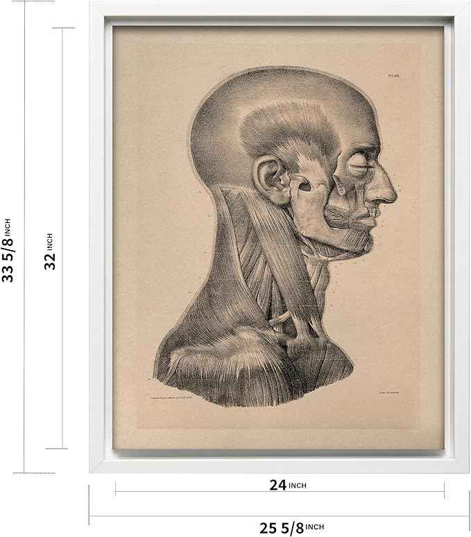 Poster Master Vintage Science Canvas - Retro Muscles of Head And Neck Print - Anatomy Art - Gift for Nurse & Doctor - Wall Decor for Office, Clinic or Hospital - 24x32 White Framed Canvas