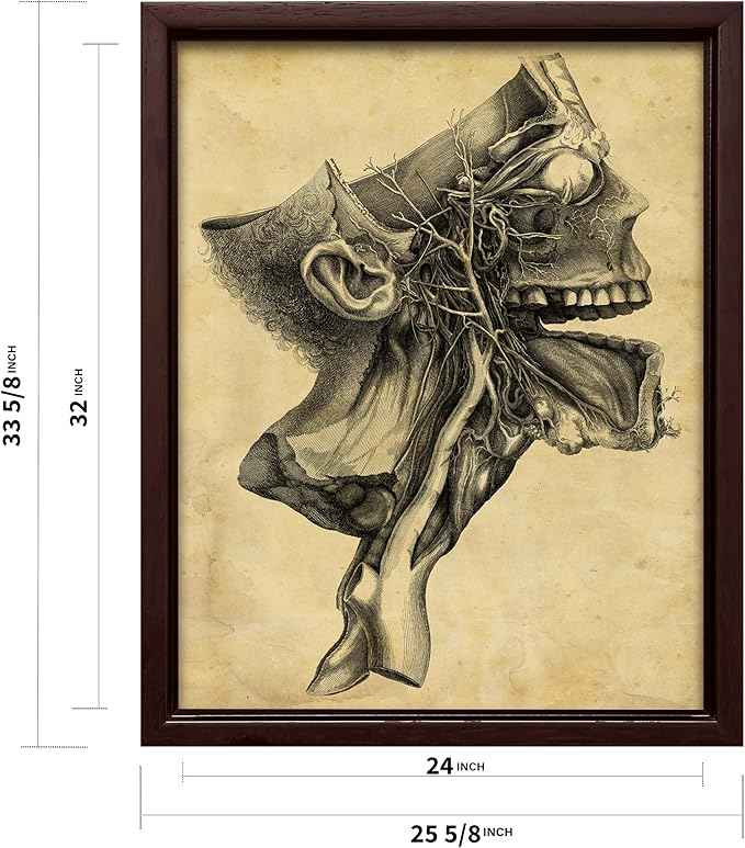 Poster Master Human Skull Canvas - Retro Medical Print - Anatomy Art - Cross Section Art - Gift for Physician, Doctor & Nurse - Decor for Office, Hospital or Clinic - 24x32 Brown Framed Canvas
