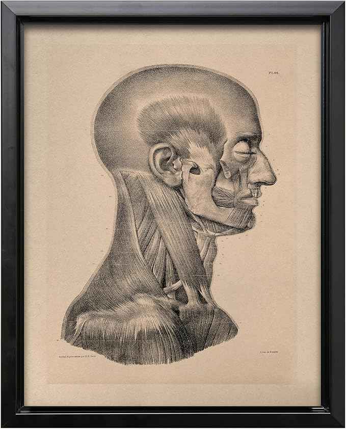 Poster Master Vintage Science Canvas - Retro Muscles of Head And Neck Print - Anatomy Art - Gift for Nurse & Doctor - Wall Decor for Office, Clinic or Hospital - 16x20 Black Framed Canvas