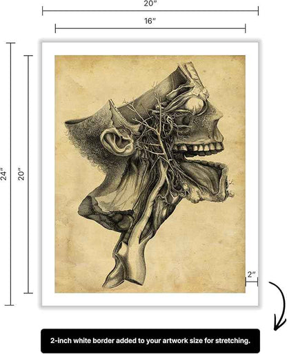Poster Master Human Skull Canvas - Retro Medical Print - Anatomy Art - Cross Section Art - Gift for Physician, Doctor & Nurse - Decor for Office, Hospital or Clinic - 16x20 ROLLED Canvas