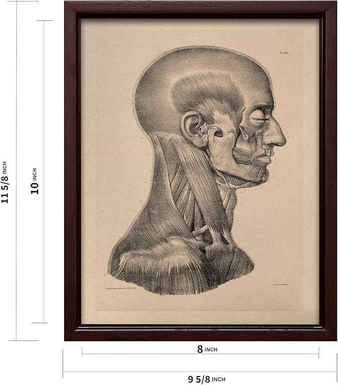 Poster Master Vintage Science Canvas - Retro Muscles of Head And Neck Print - Anatomy Art - Gift for Nurse & Doctor - Wall Decor for Office, Clinic or Hospital - 8x10 Brown Framed Canvas