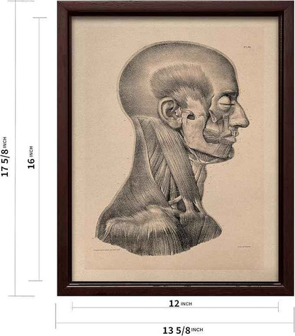 Poster Master Vintage Science Canvas - Retro Muscles of Head And Neck Print - Anatomy Art - Gift for Nurse & Doctor - Wall Decor for Office, Clinic or Hospital - 12x16 Brown Framed Canvas