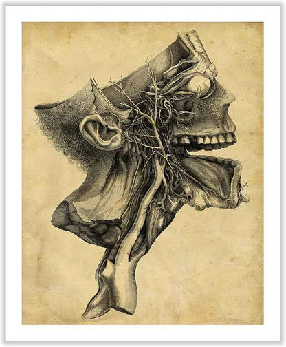 Poster Master Human Skull Canvas - Retro Medical Print - Anatomy Art - Cross Section Art - Gift for Physician, Doctor & Nurse - Decor for Office, Hospital or Clinic - 18x24 ROLLED Canvas