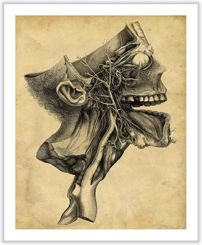Poster Master Human Skull Canvas - Retro Medical Print - Anatomy Art - Cross Section Art - Gift for Physician, Doctor & Nurse - Decor for Office, Hospital or Clinic - 16x20 ROLLED Canvas