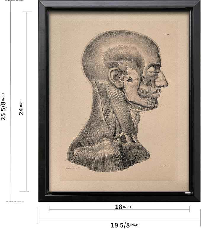 Poster Master Vintage Science Canvas - Retro Muscles of Head And Neck Print - Anatomy Art - Gift for Nurse & Doctor - Wall Decor for Office, Clinic or Hospital - 18x24 Black Framed Canvas