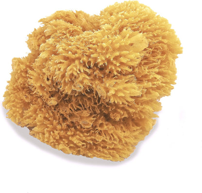 Natural Sea Sponges for Artists - Unbleached 5"-5.5" 2pc Value Pack: Great for Painting Decorating Texturing Sponging Marbling Effects Faux Finishes Crafts & More by Lullingworth®