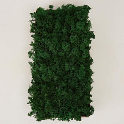 Preserved Reindeer Moss Natural Green DIY Kit Gardenning Art Wall Decor Florist Decor Easter Table Decor Wedding