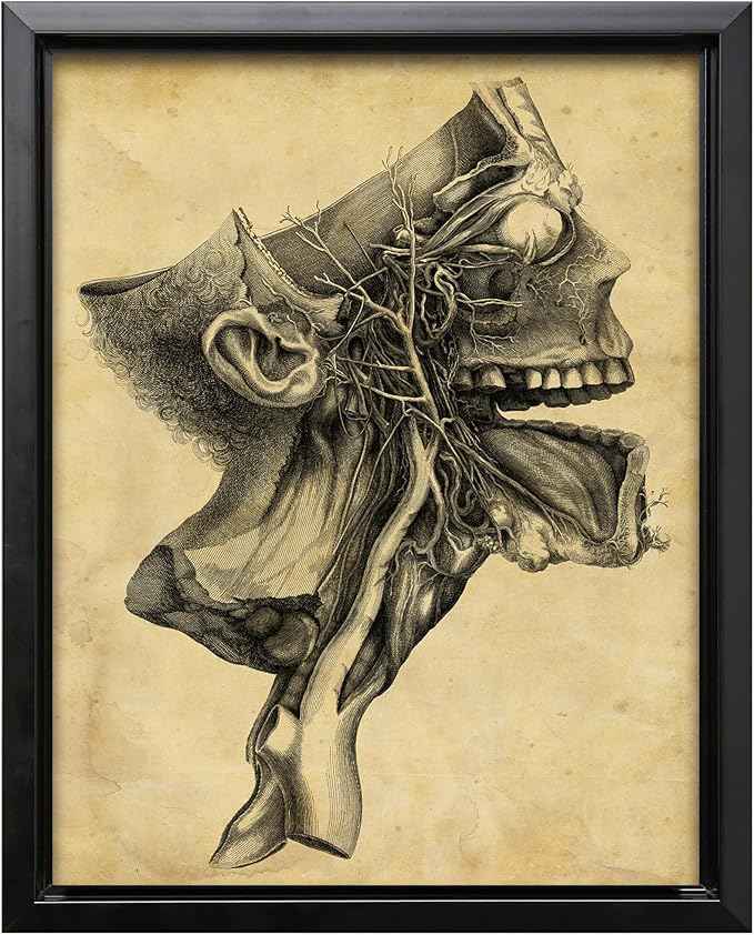 Poster Master Human Skull Canvas - Retro Medical Print - Anatomy Art - Cross Section Art - Gift for Physician, Doctor & Nurse - Decor for Office, Hospital or Clinic - 12x16 Black Framed Canvas