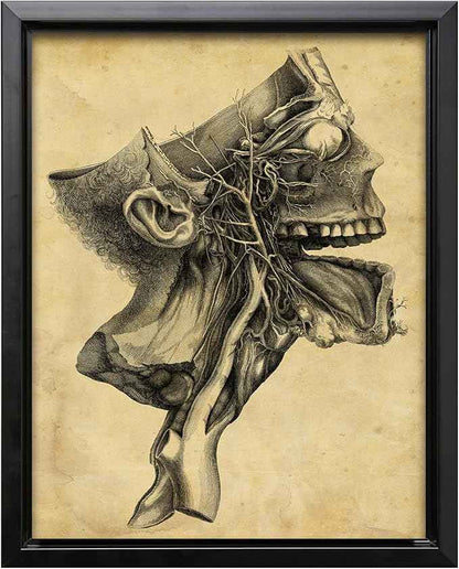 Poster Master Human Skull Canvas - Retro Medical Print - Anatomy Art - Cross Section Art - Gift for Physician, Doctor & Nurse - Decor for Office, Hospital or Clinic - 8x10 Black Framed Canvas