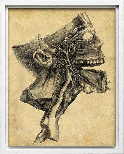 Poster Master Human Skull Canvas - Retro Medical Print - Anatomy Art - Cross Section Art - Gift for Physician, Doctor & Nurse - Decor for Office, Hospital or Clinic - 8x10 White Framed Canvas
