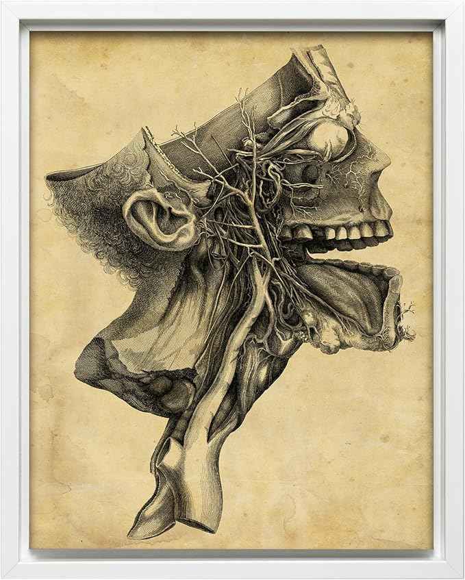 Poster Master Human Skull Canvas - Retro Medical Print - Anatomy Art - Cross Section Art - Gift for Physician, Doctor & Nurse - Decor for Office, Hospital or Clinic - 18x24 White Framed Canvas