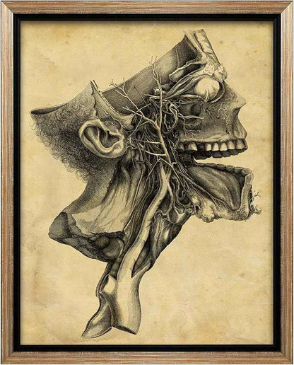 Poster Master Human Skull Canvas - Retro Medical Print - Anatomy Art - Cross Section Art - Gift for Physician, Doctor & Nurse - Decor for Office, Hospital or Clinic - 24x32 Silver Framed Canvas