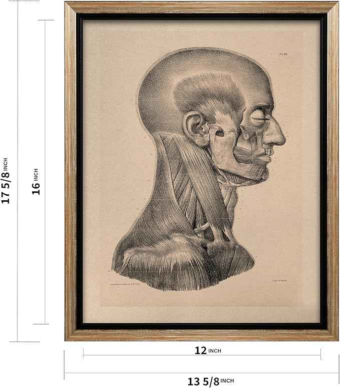 Poster Master Vintage Science Canvas - Retro Muscles of Head And Neck Print - Anatomy Art - Gift for Nurse & Doctor - Wall Decor for Office, Clinic or Hospital - 12x16 Silver Framed Canvas