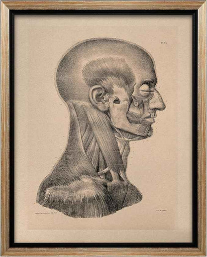 Poster Master Vintage Science Canvas - Retro Muscles of Head And Neck Print - Anatomy Art - Gift for Nurse & Doctor - Wall Decor for Office, Clinic or Hospital - 8x10 Silver Framed Canvas