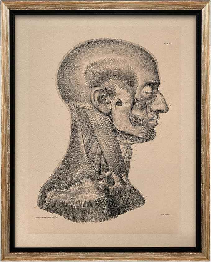 Poster Master Vintage Science Canvas - Retro Muscles of Head And Neck Print - Anatomy Art - Gift for Nurse & Doctor - Wall Decor for Office, Clinic or Hospital - 24x32 Silver Framed Canvas