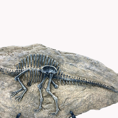 XINDAM Resin Spinosaurus Dinosaur Fossil Statue Model Simulated Skeleton Home Office Display Decorative Craft Box Decoration (Style 8)