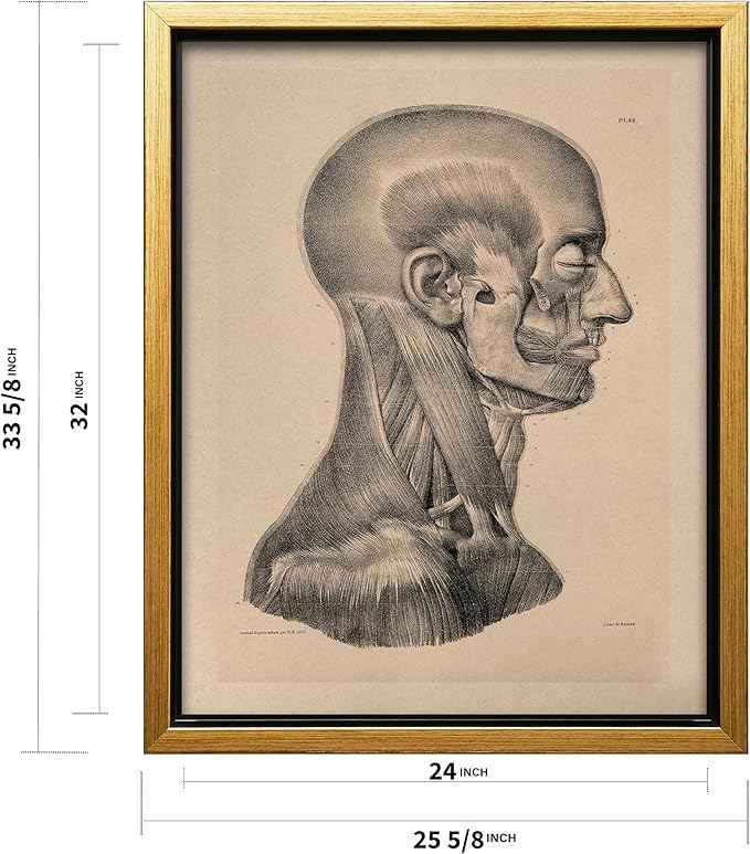 Poster Master Vintage Science Canvas - Retro Muscles of Head And Neck Print - Anatomy Art - Gift for Nurse & Doctor - Wall Decor for Office, Clinic or Hospital - 24x32 Gold Framed Canvas