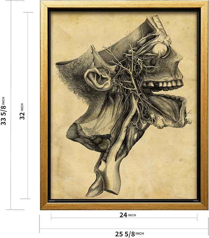 Poster Master Human Skull Canvas - Retro Medical Print - Anatomy Art - Cross Section Art - Gift for Physician, Doctor & Nurse - Decor for Office, Hospital or Clinic - 24x32 Gold Framed Canvas