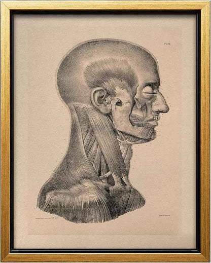 Poster Master Vintage Science Canvas - Retro Muscles of Head And Neck Print - Anatomy Art - Gift for Nurse & Doctor - Wall Decor for Office, Clinic or Hospital - 18x24 Gold Framed Canvas